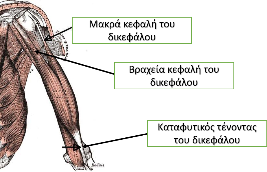 Ρηξη δικεφάλου